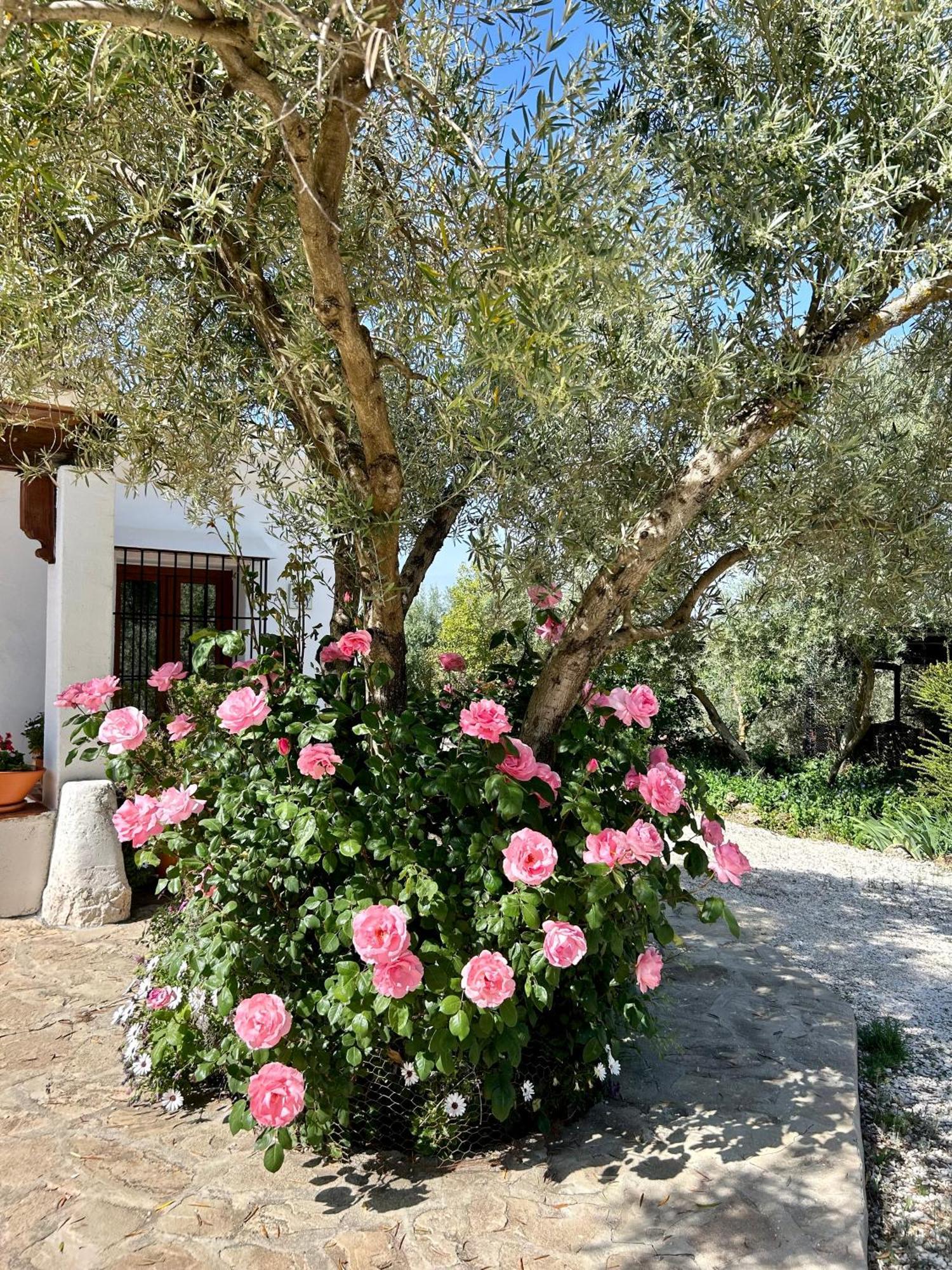 Villa La Mejorana Refugio Andaluz Con Piscina Entre Olivos à Villanueva de Tapia Extérieur photo