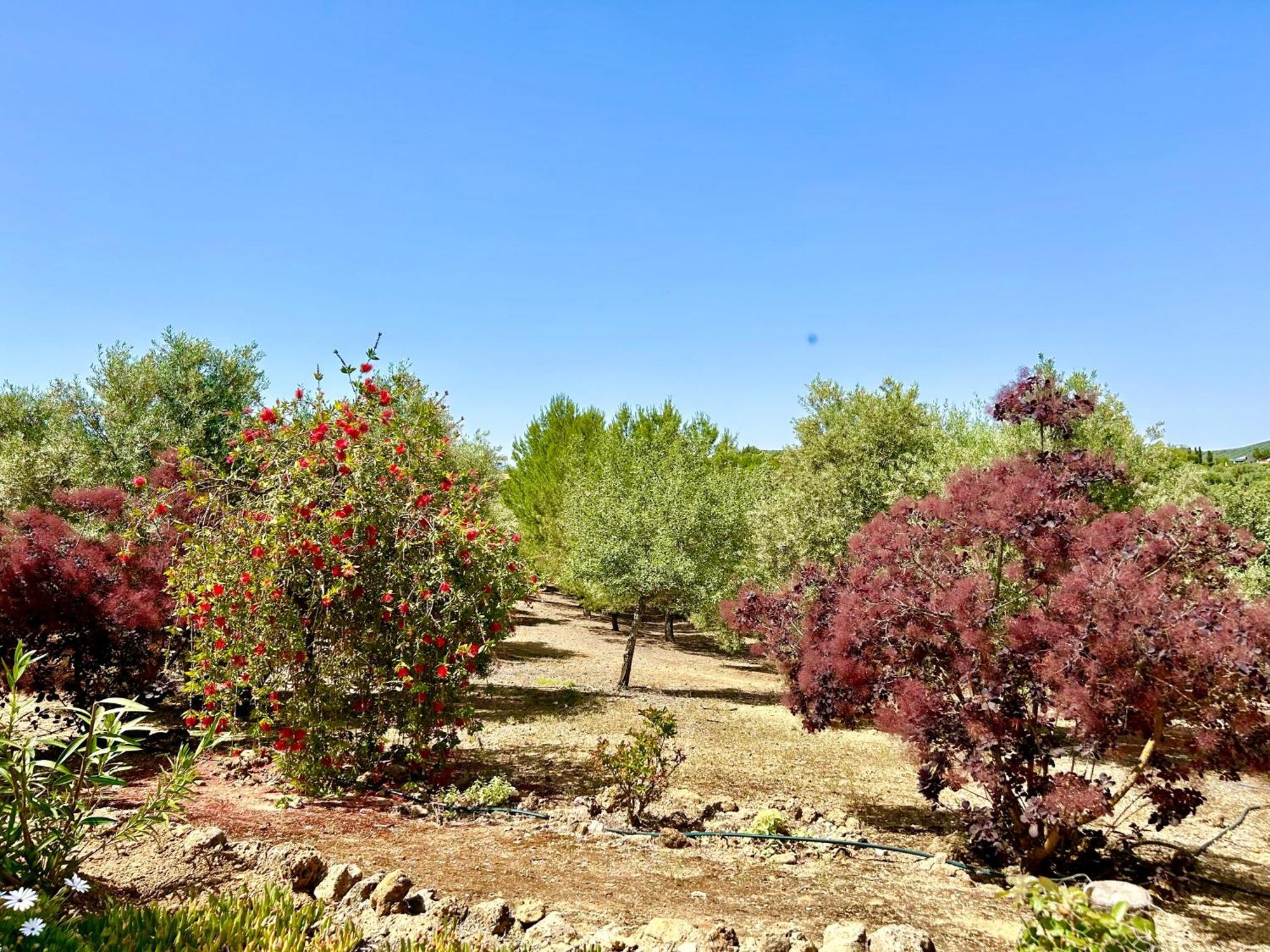 La Mejorana Refugio Andaluz Con Piscina Entre Olivos Villanueva de Tapia Extérieur photo