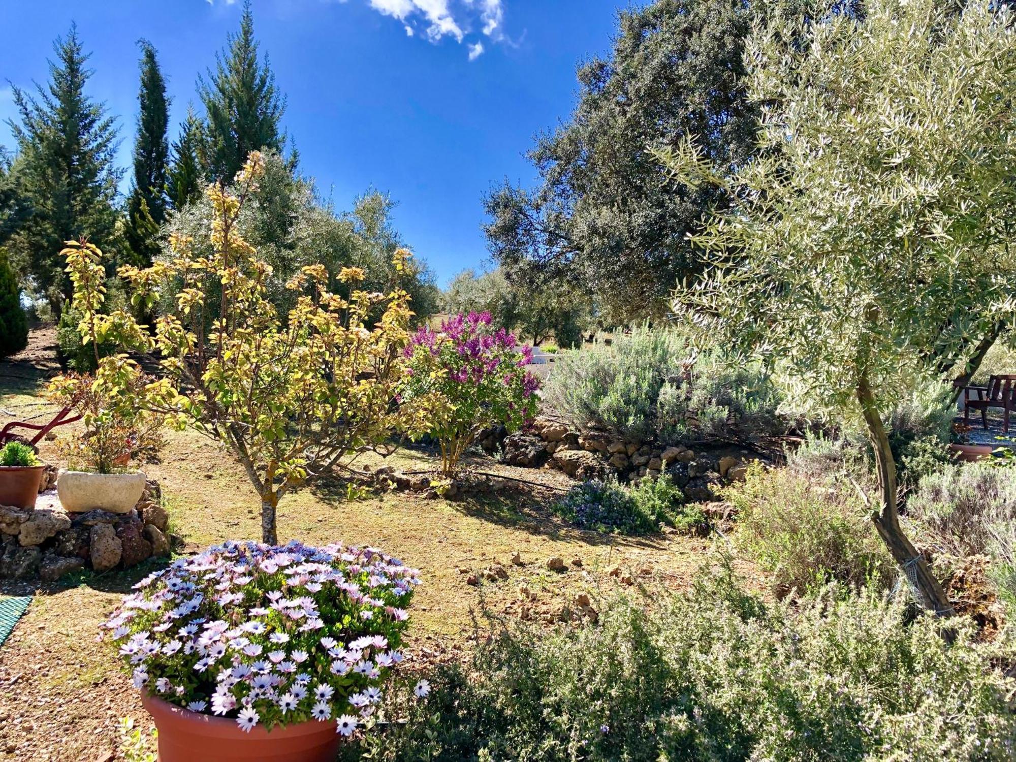 La Mejorana Refugio Andaluz Con Piscina Entre Olivos Villanueva de Tapia Extérieur photo